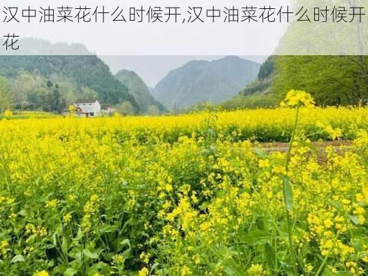 汉中油菜花什么时候开,汉中油菜花什么时候开花