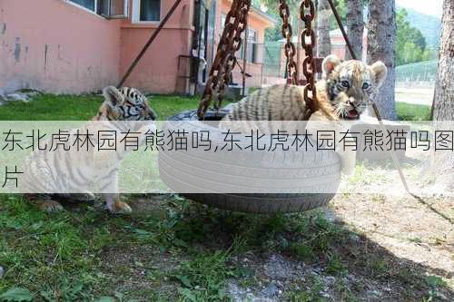 东北虎林园有熊猫吗,东北虎林园有熊猫吗图片