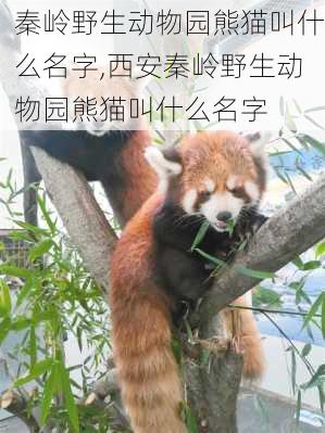 秦岭野生动物园熊猫叫什么名字,西安秦岭野生动物园熊猫叫什么名字