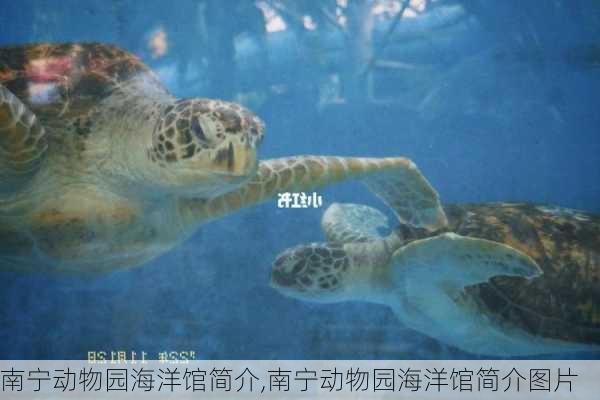 南宁动物园海洋馆简介,南宁动物园海洋馆简介图片