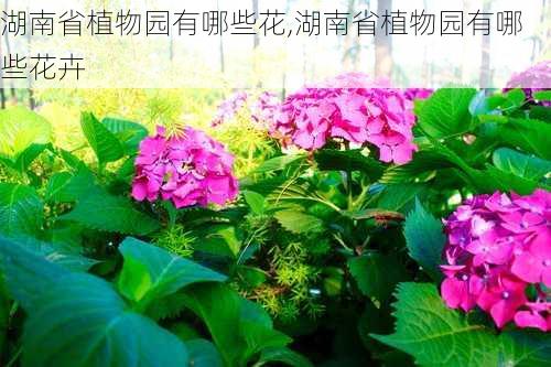 湖南省植物园有哪些花,湖南省植物园有哪些花卉