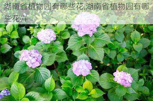 湖南省植物园有哪些花,湖南省植物园有哪些花卉