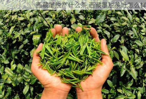 西藏墨脱产什么茶,西藏墨脱茶叶怎么样